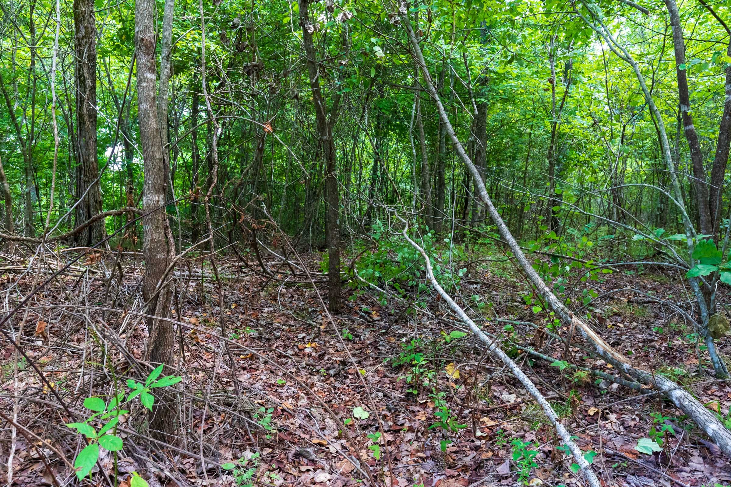 Cypress Ridge Tract 14 photo 6