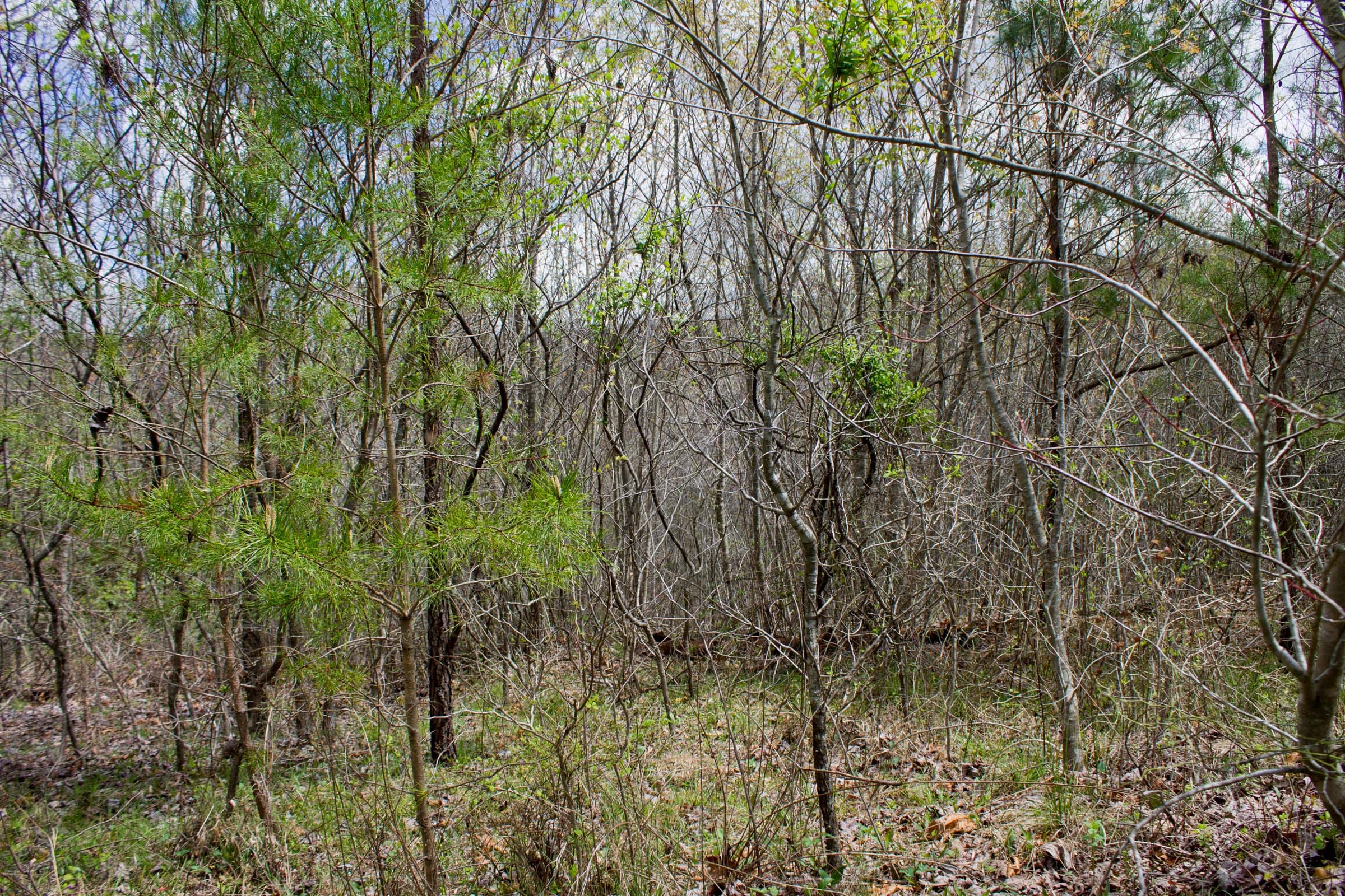 Hidden Hills Tract 19 photo 4