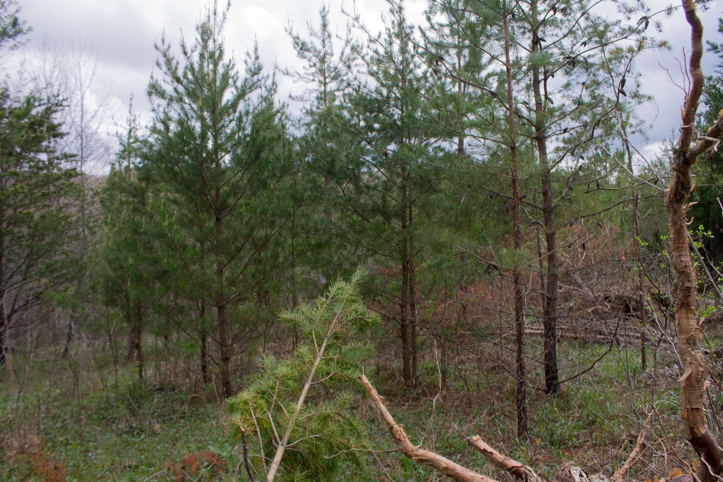 Hidden Hills Tract 19 photo 8