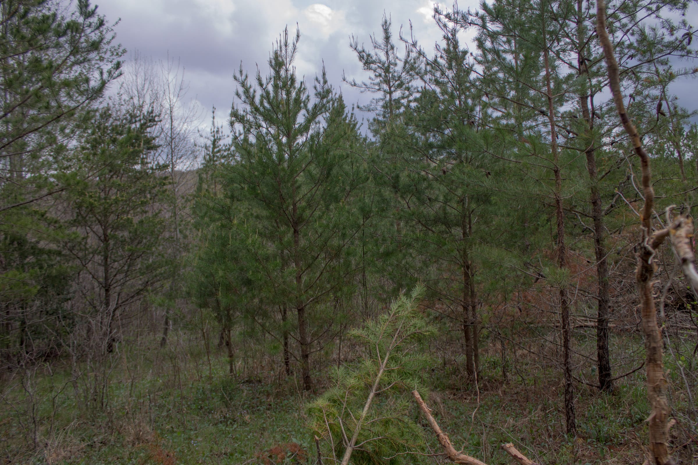 Hidden Hills Tract 19 photo 11