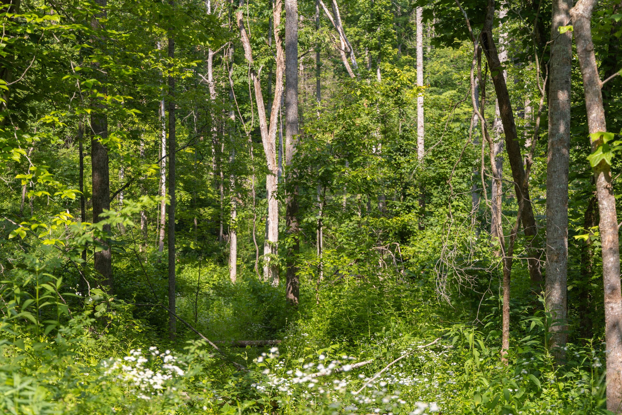 Creek Hollow Phase II Tract 66 photo 1