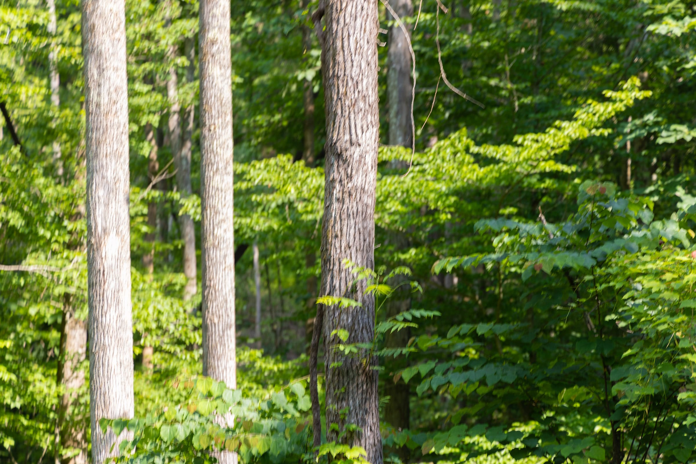 Creek Hollow Phase II Tract 66 photo 11