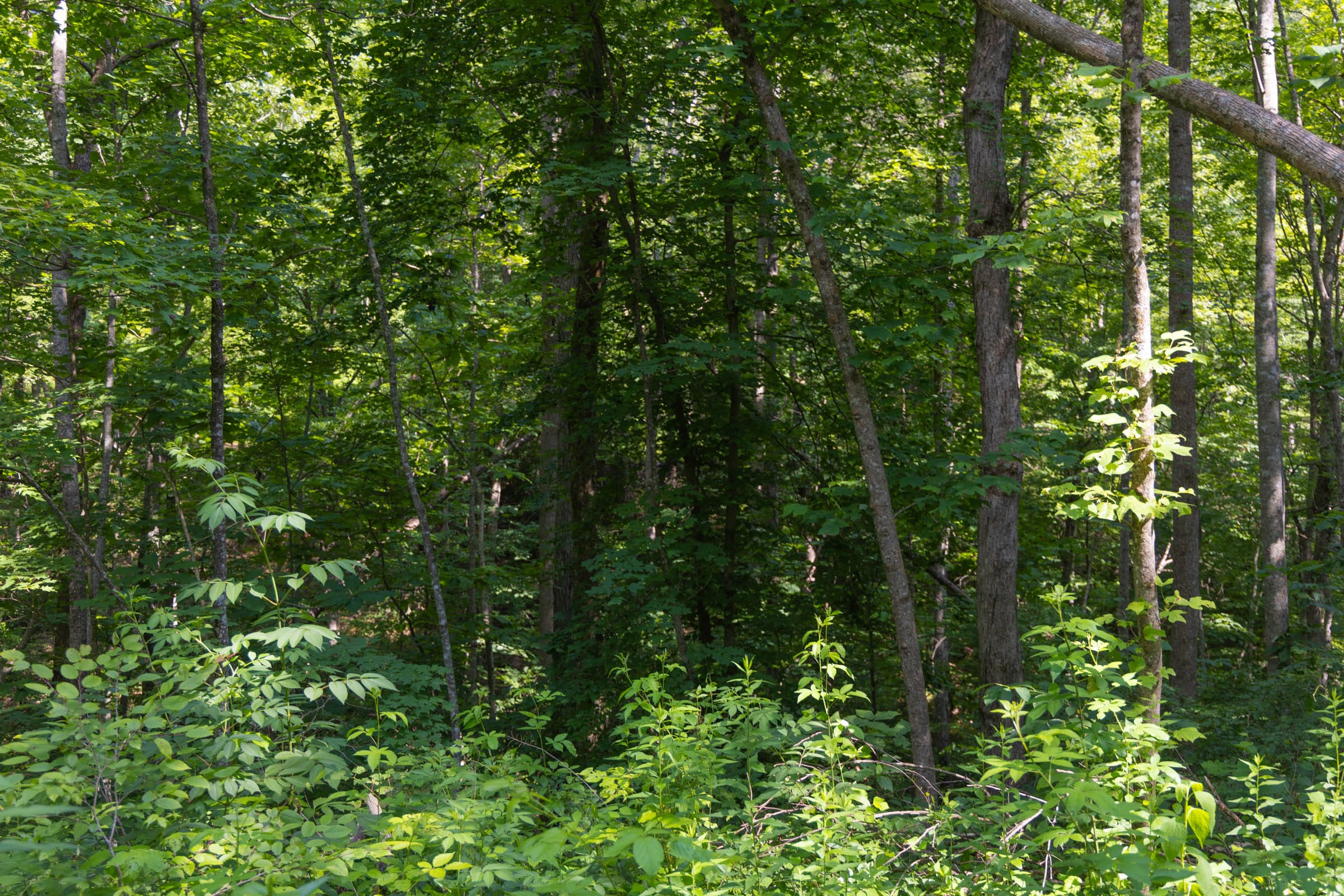 Creek Hollow Phase II Tract 66 photo 10