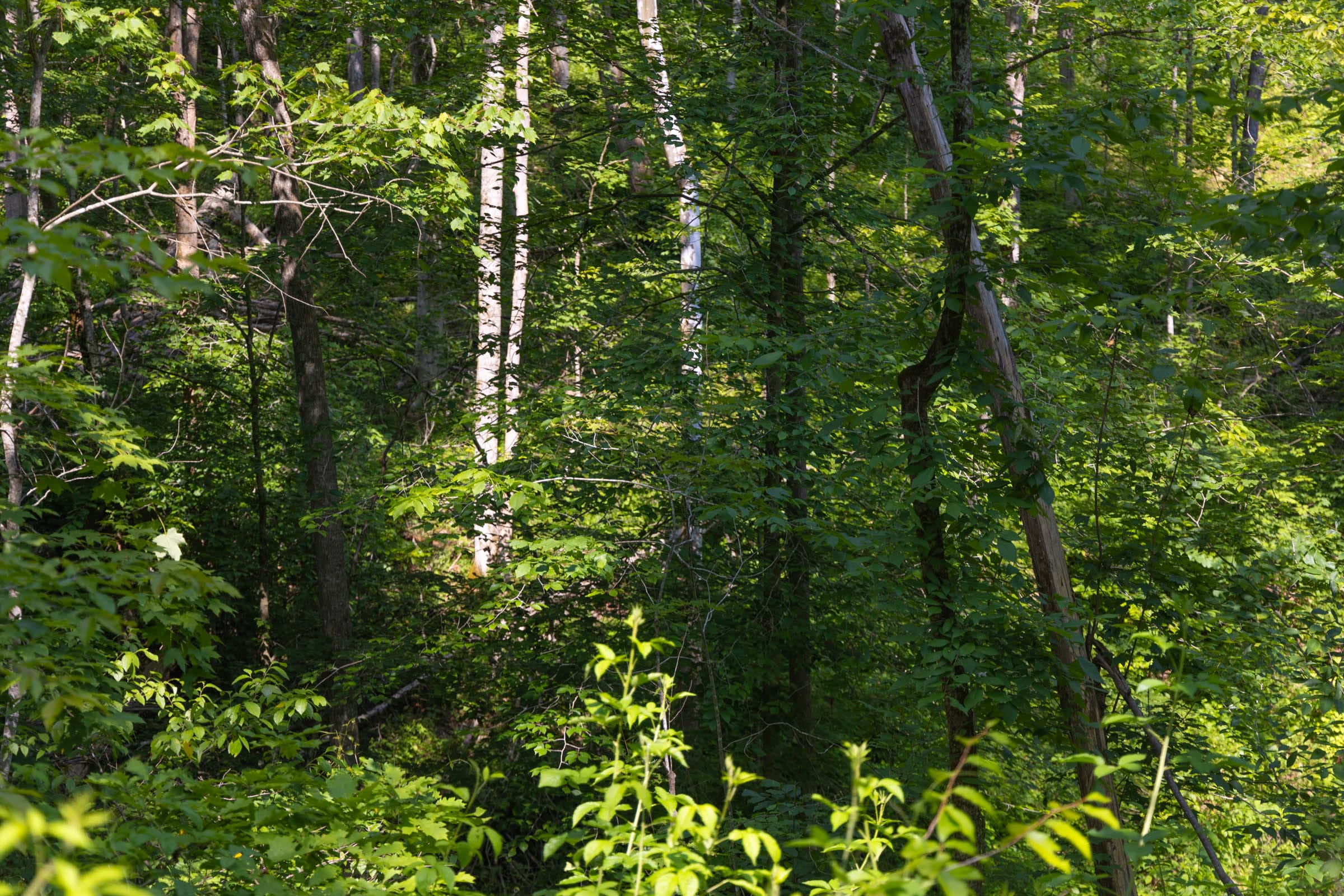 Creek Hollow Phase II Tract 66 photo 6