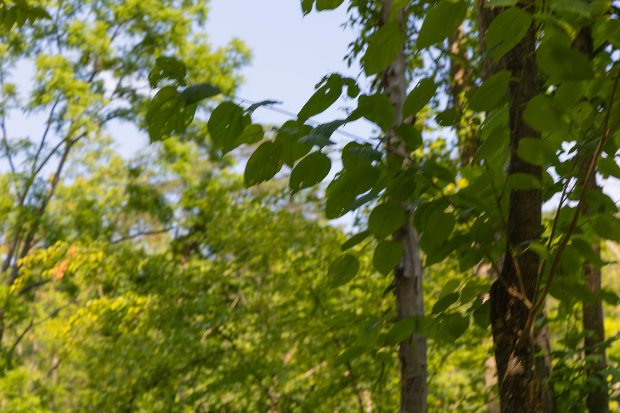 Creek Hollow Phase II Tract 66 photo 4