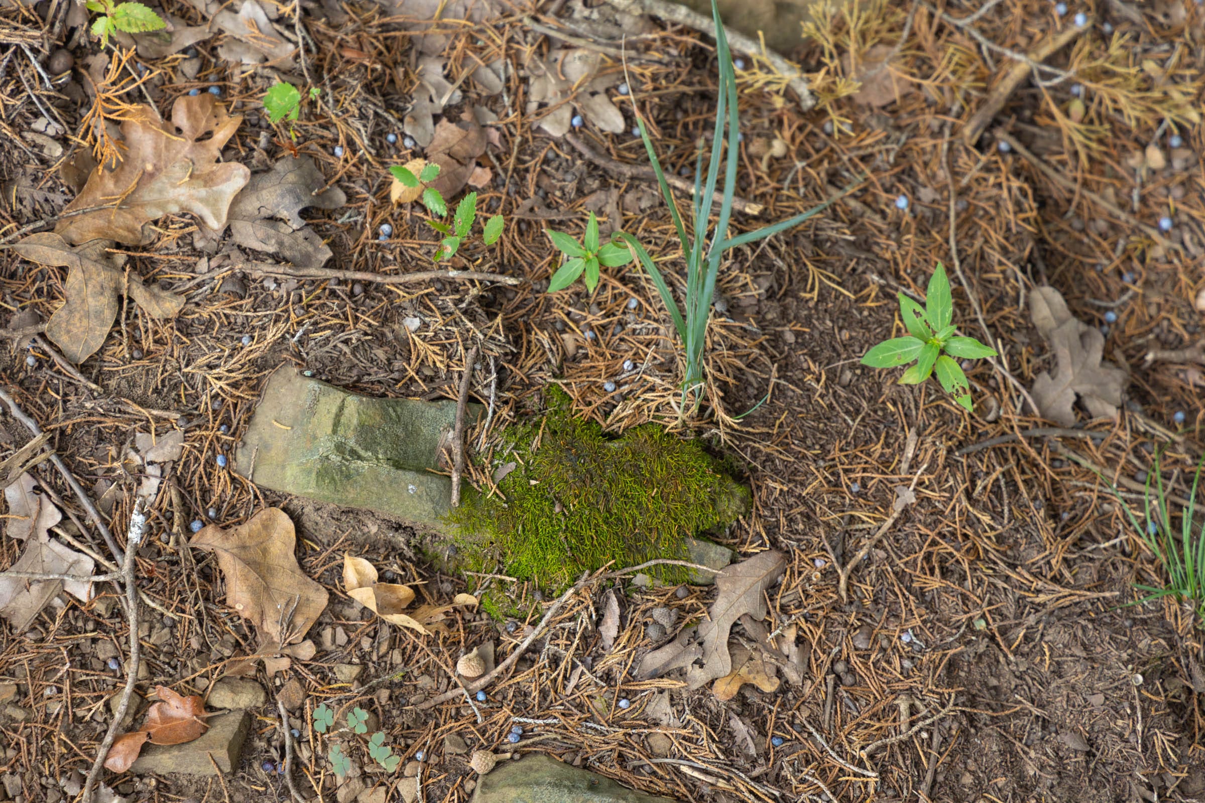 Reserves At Cattail Cove Phase II Tract 48 photo 4