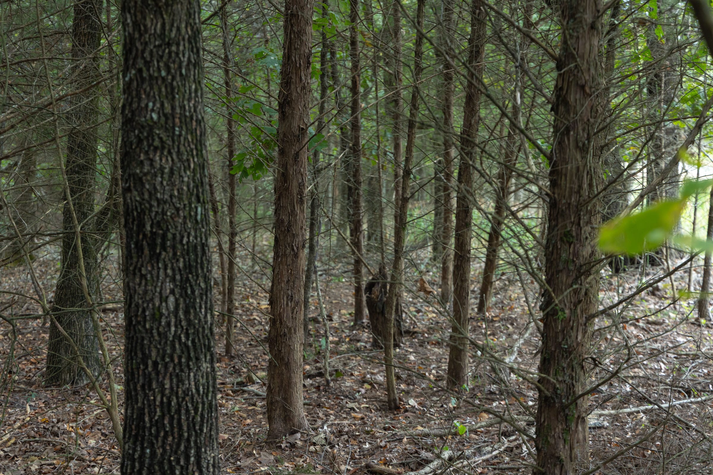 Reserves At Cattail Cove Phase II Tract 48 photo 3