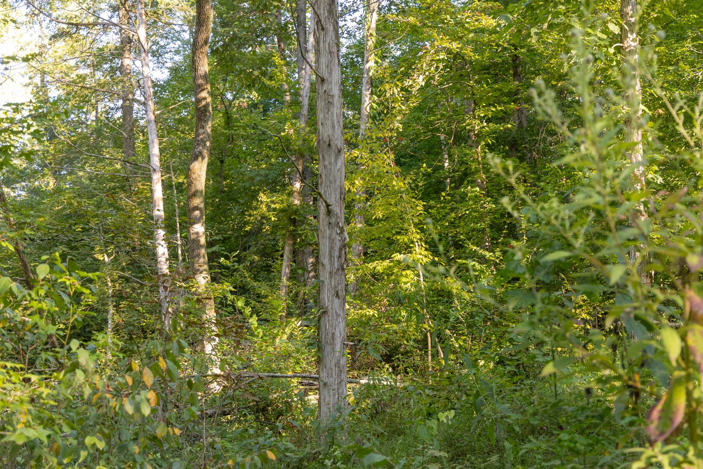 Big White Oak Tract 89 photo 14