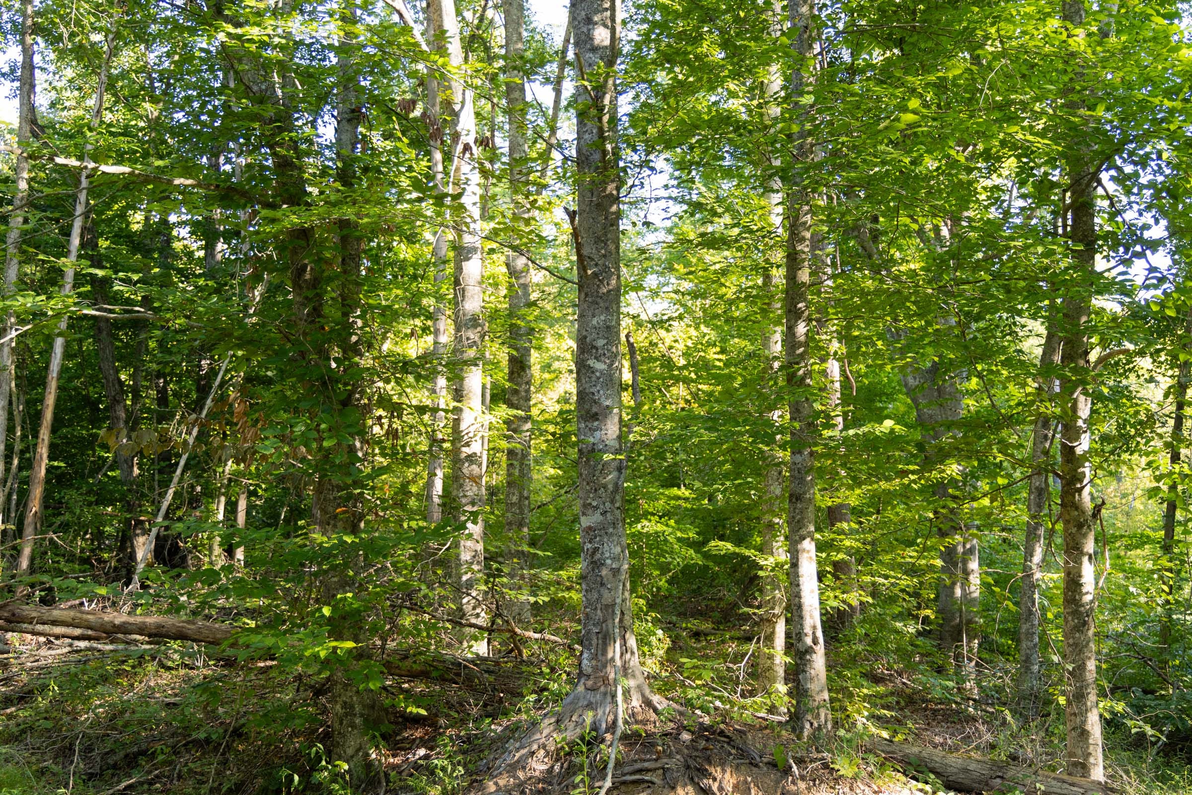 Big White Oak Tract 89 photo 13