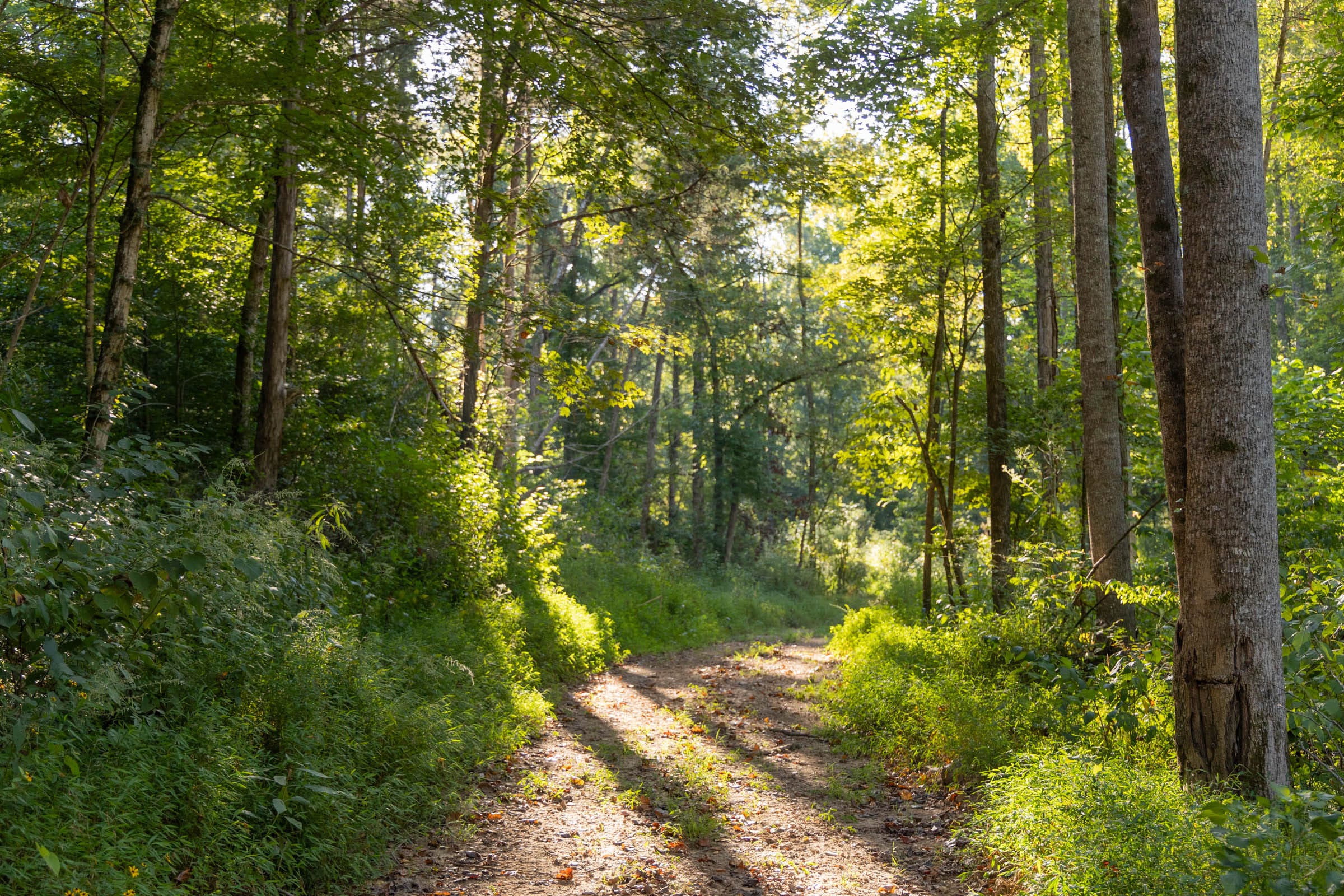 Big White Oak Tract 89 photo 10