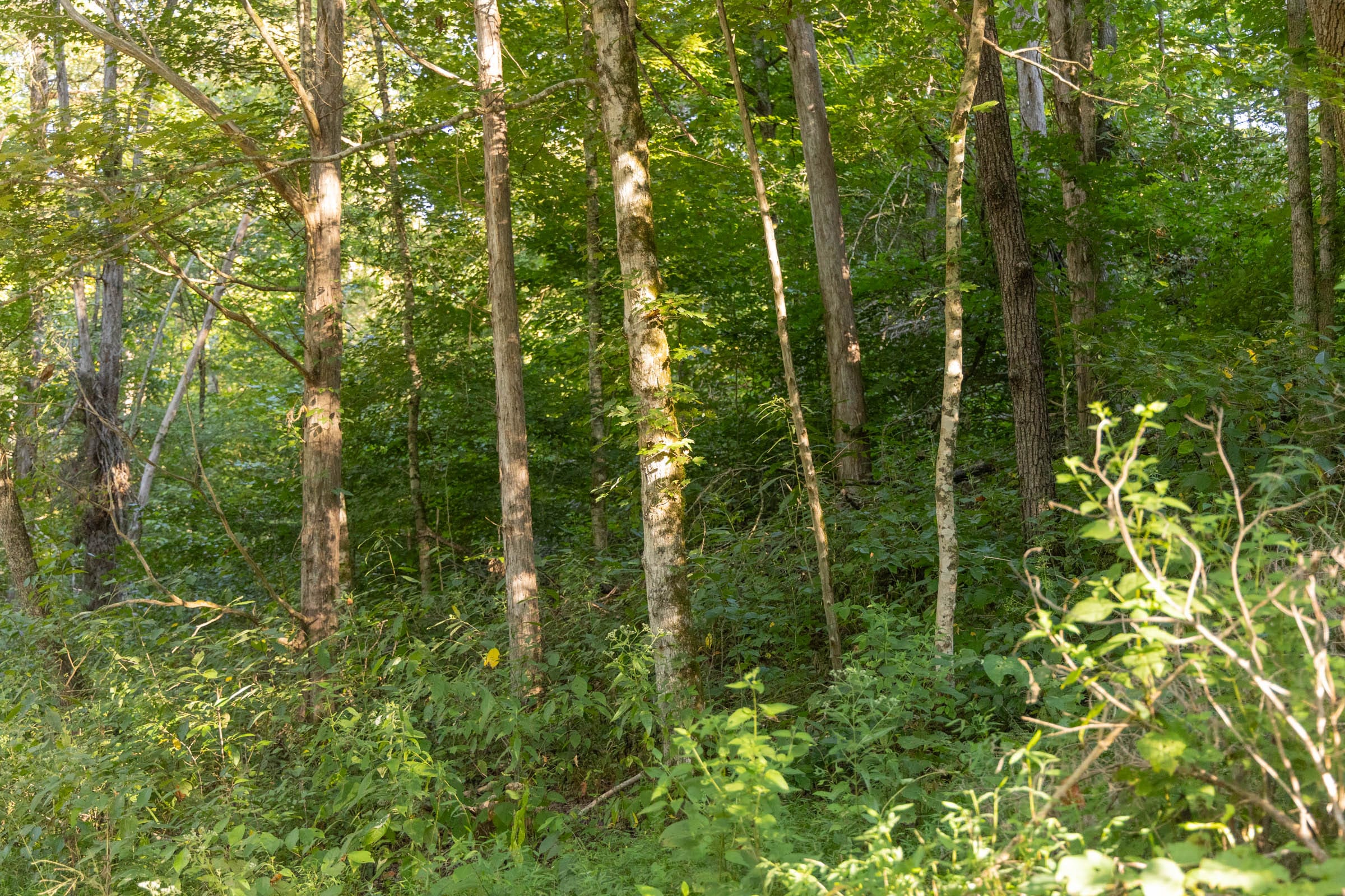 Big White Oak Tract 89 photo 9