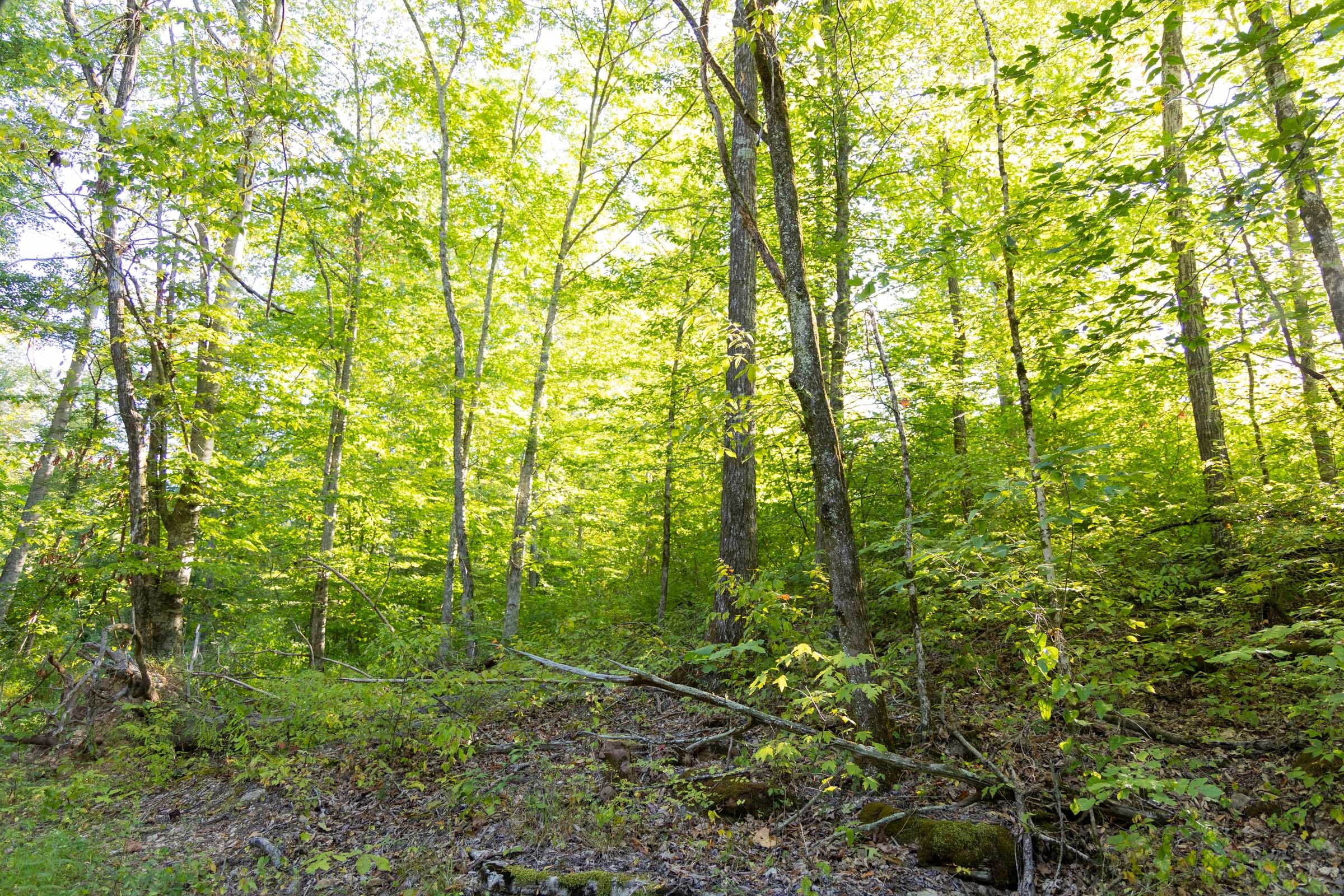 Big White Oak Tract 89 photo 8
