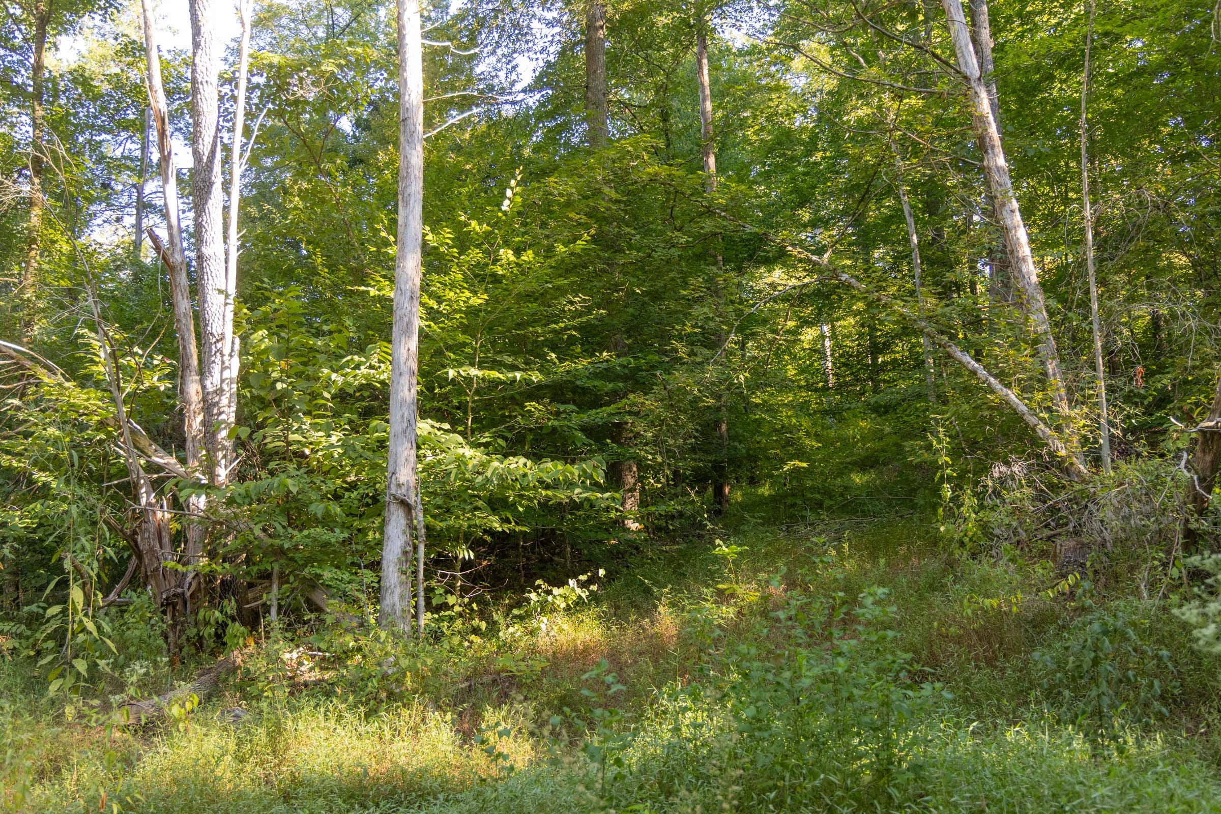 Big White Oak Tract 89 photo 7