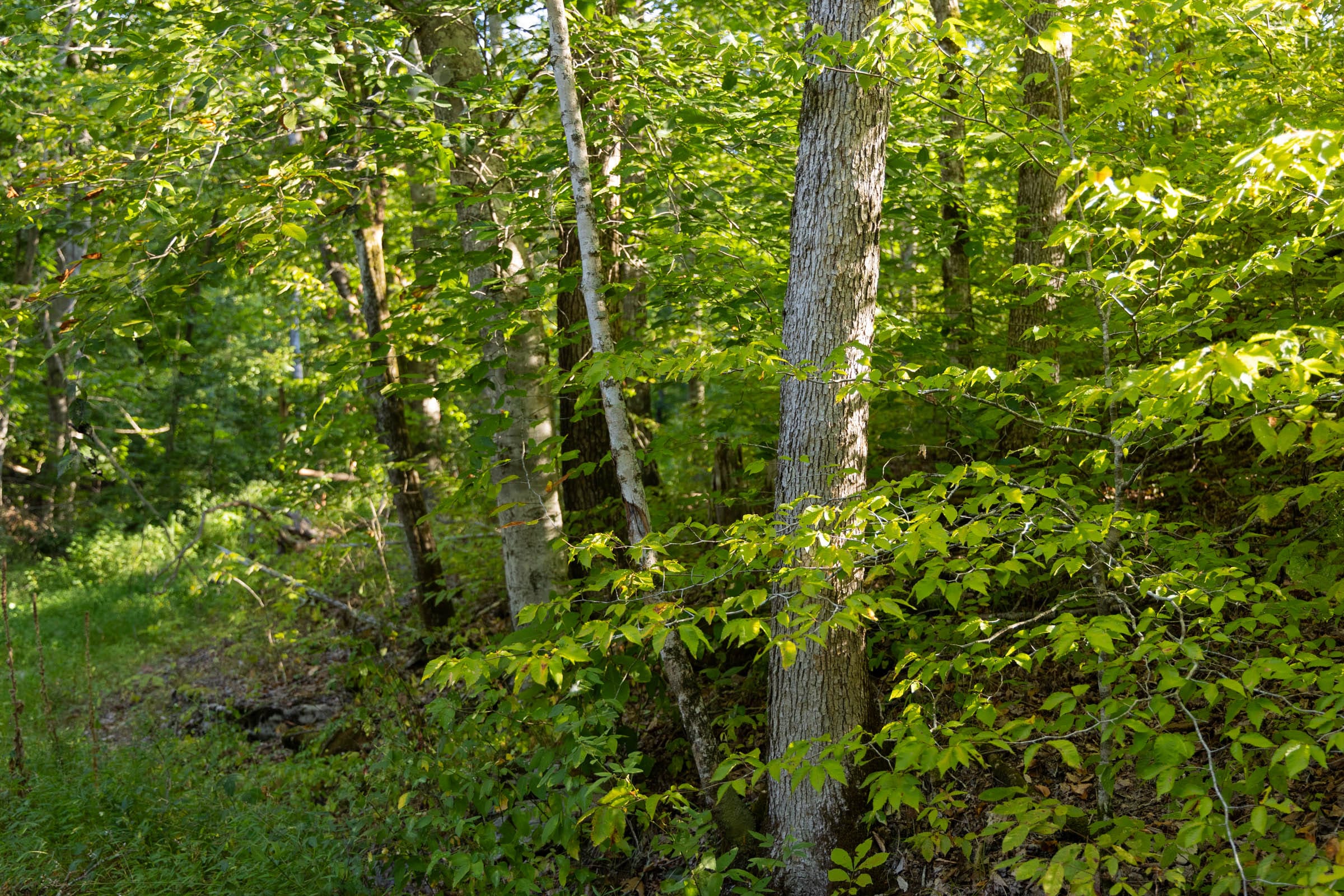 Big White Oak Tract 89 photo 6