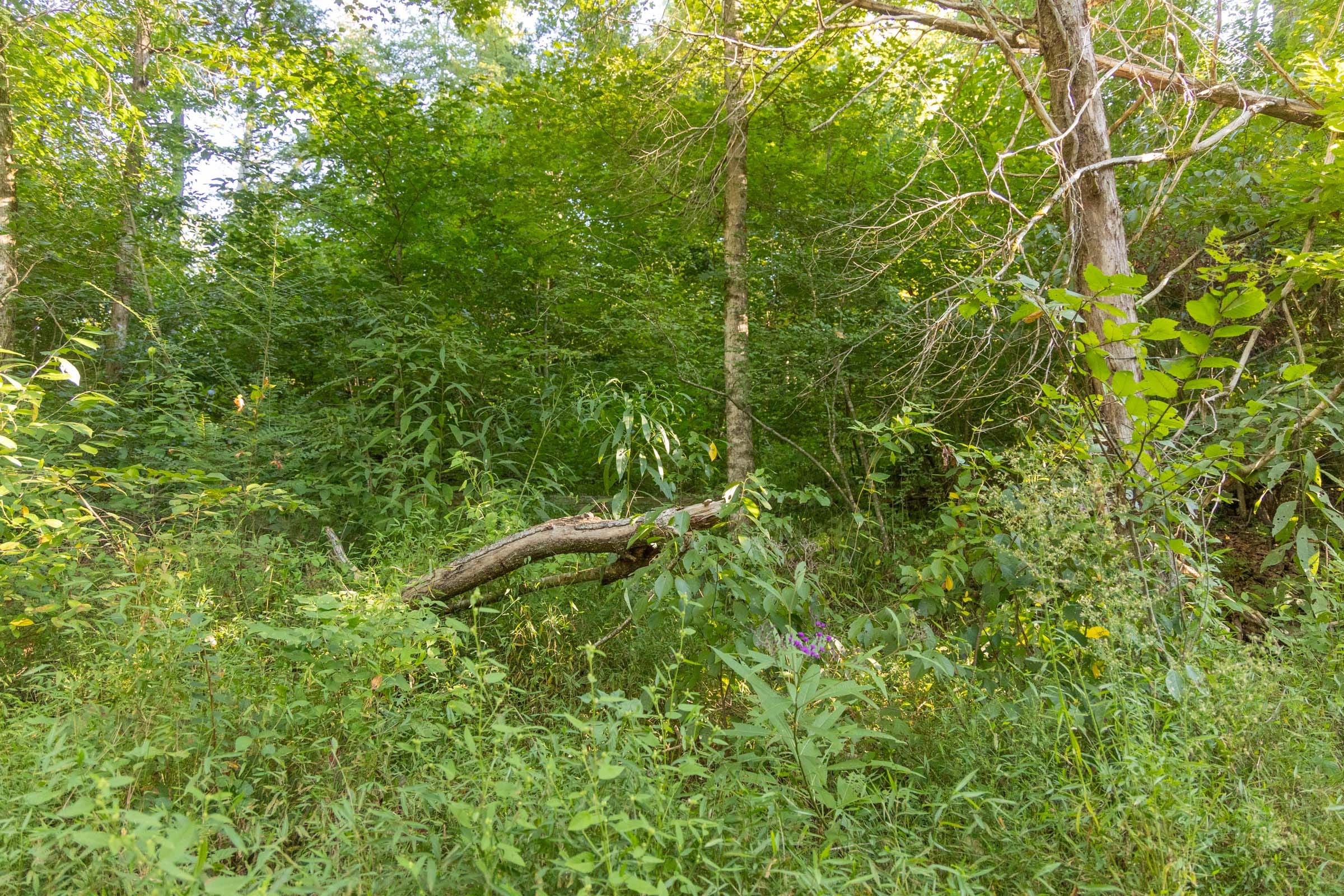 Big White Oak Tract 89 photo 5