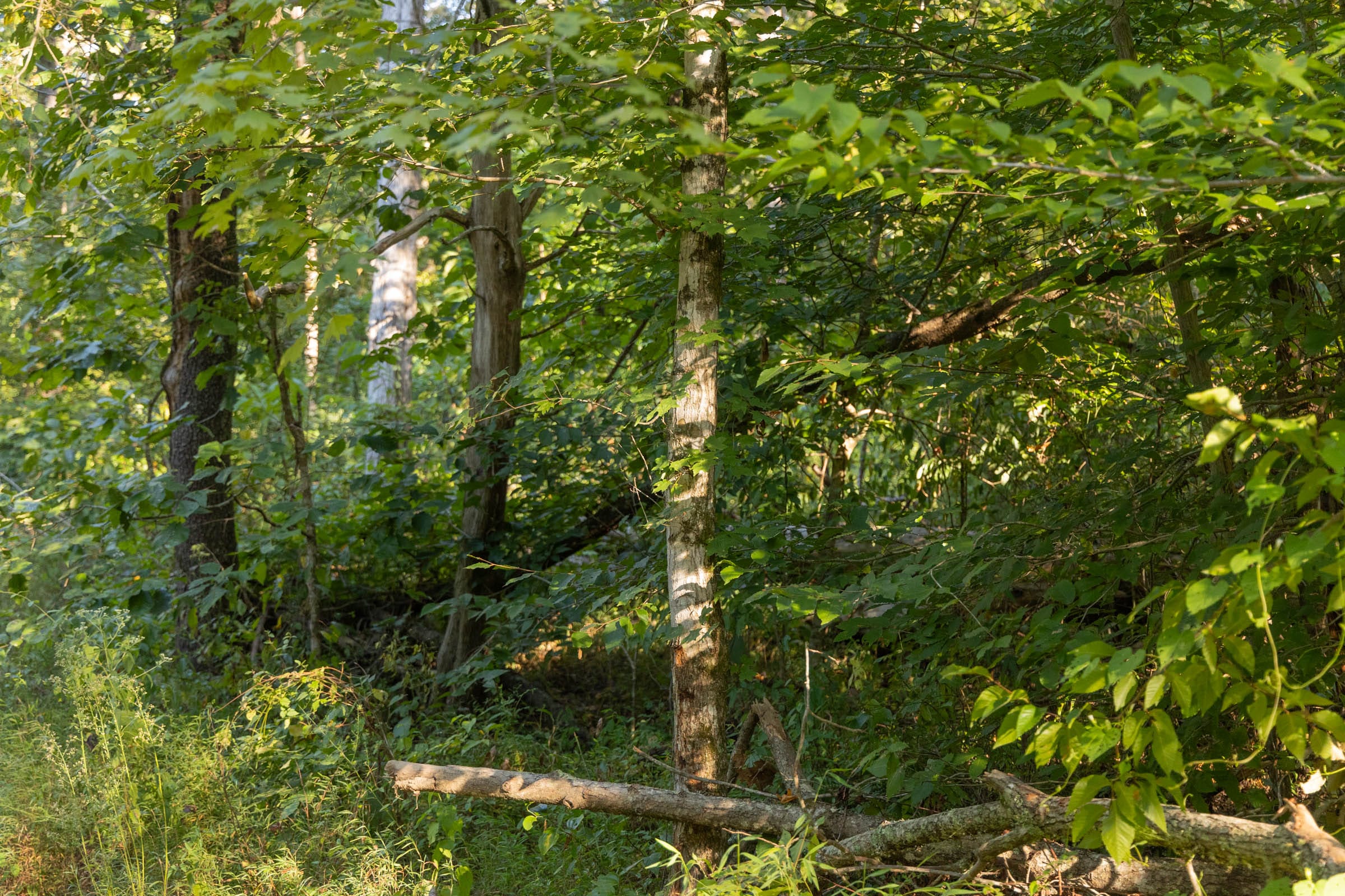 Big White Oak Tract 89 photo 4
