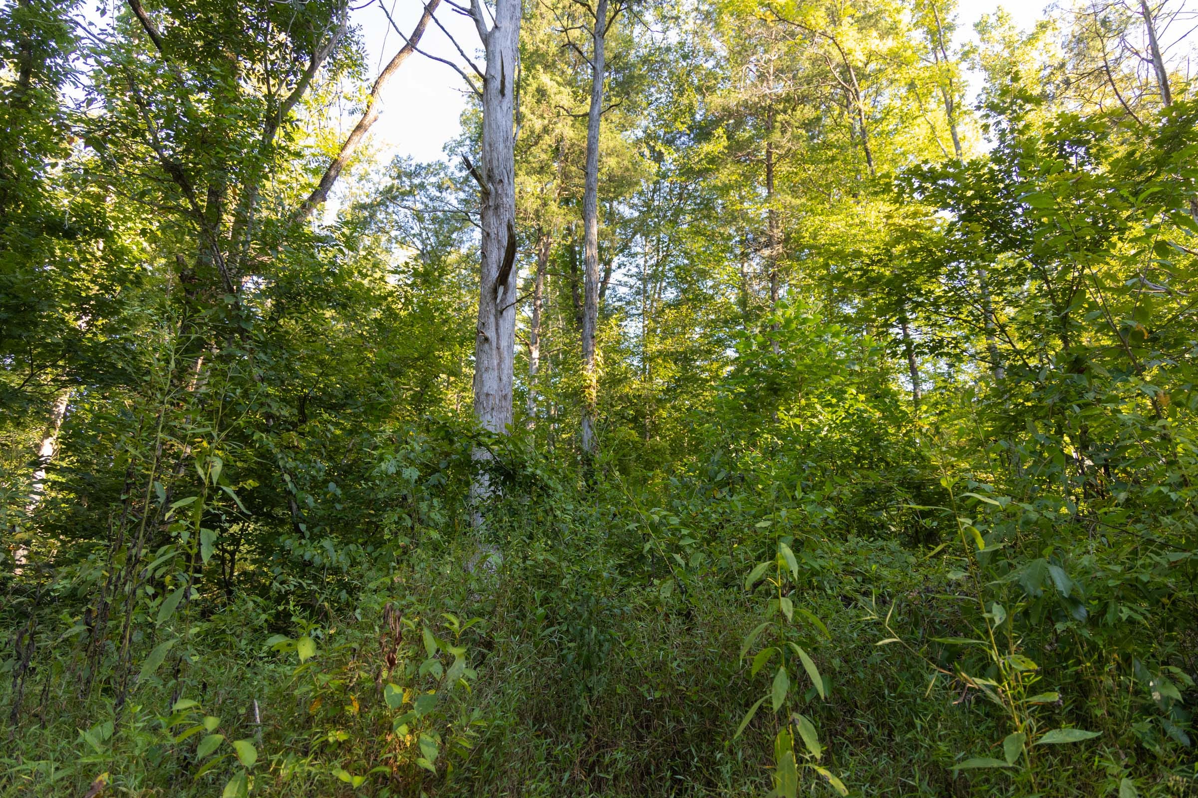 Big White Oak Tract 89 photo 3
