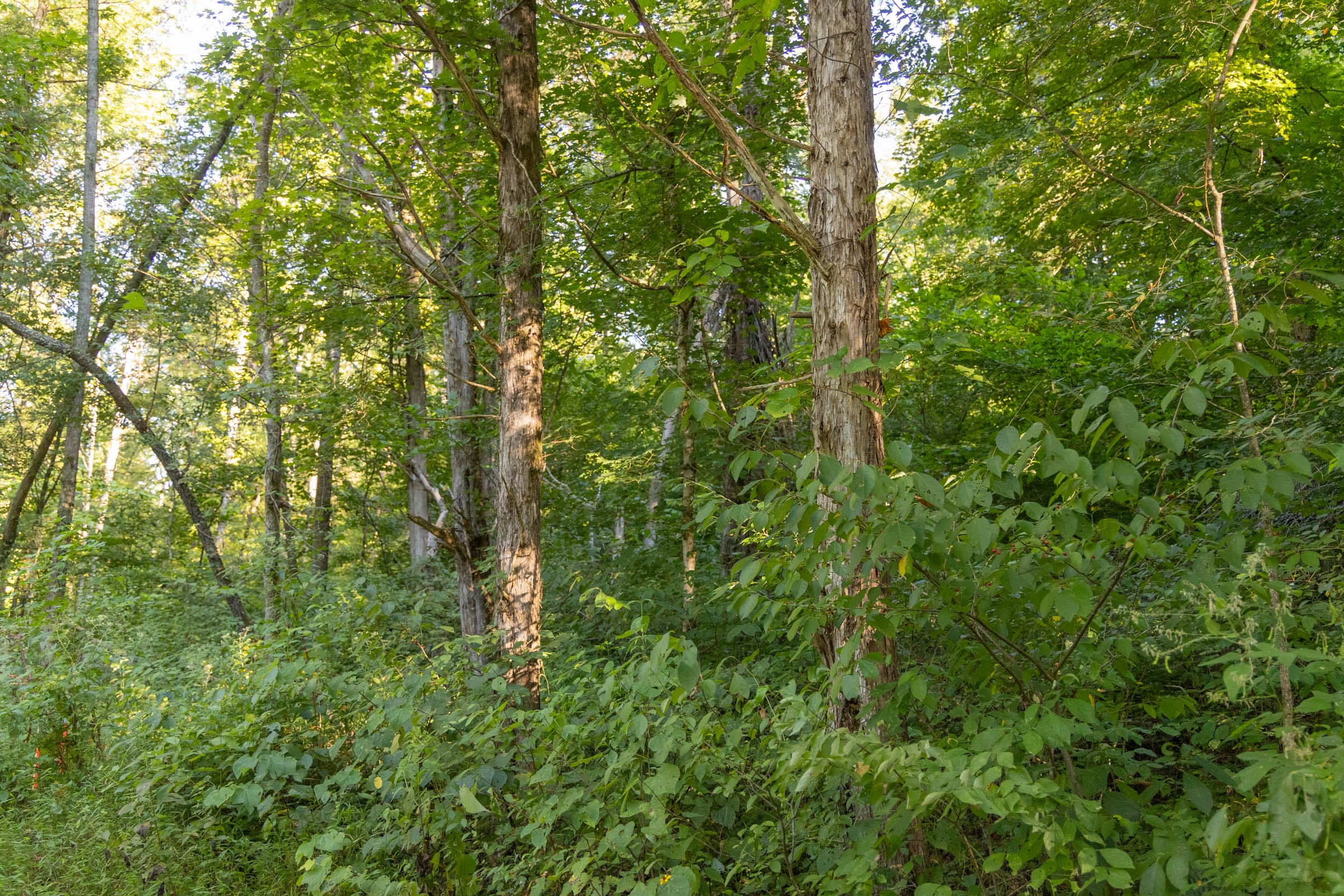 Big White Oak Tract 89 photo 2