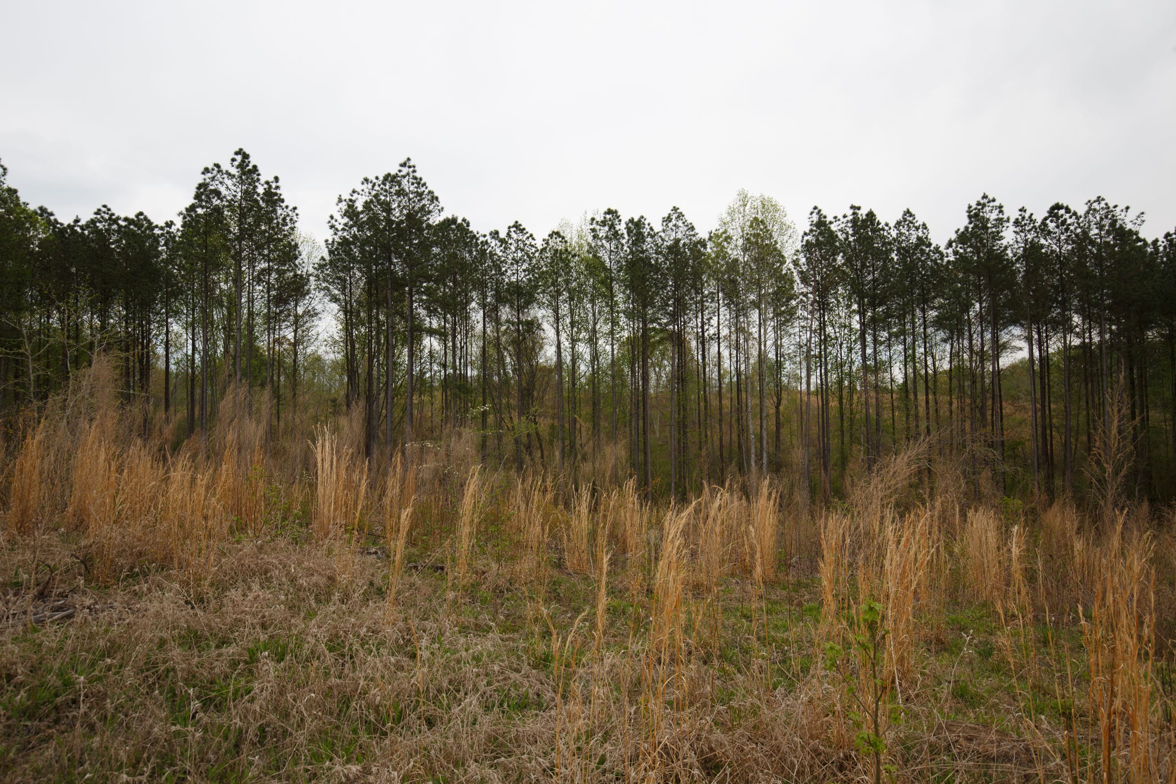 Twin Rivers Tract 17 photo 8