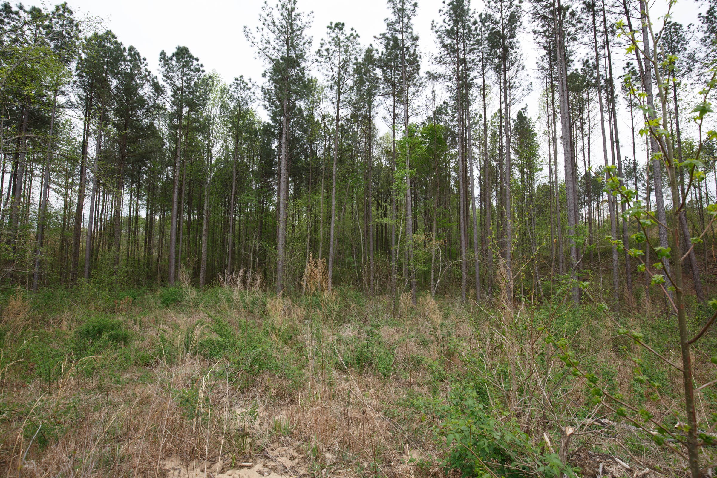 Twin Rivers Tract 17 photo 10
