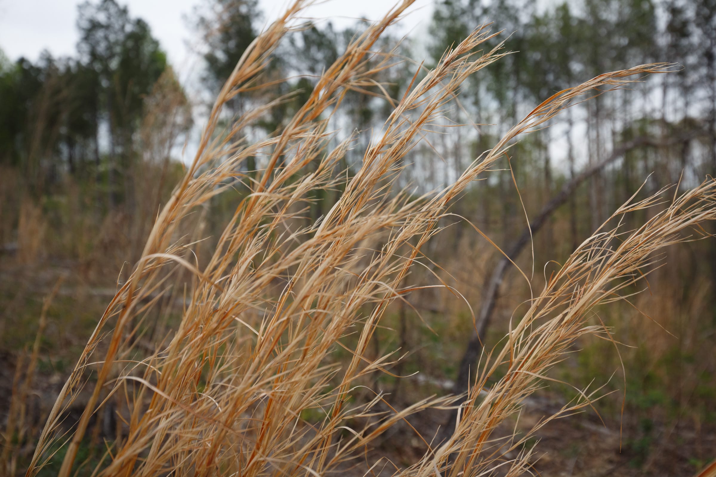 Twin Rivers Tract 17 photo 13