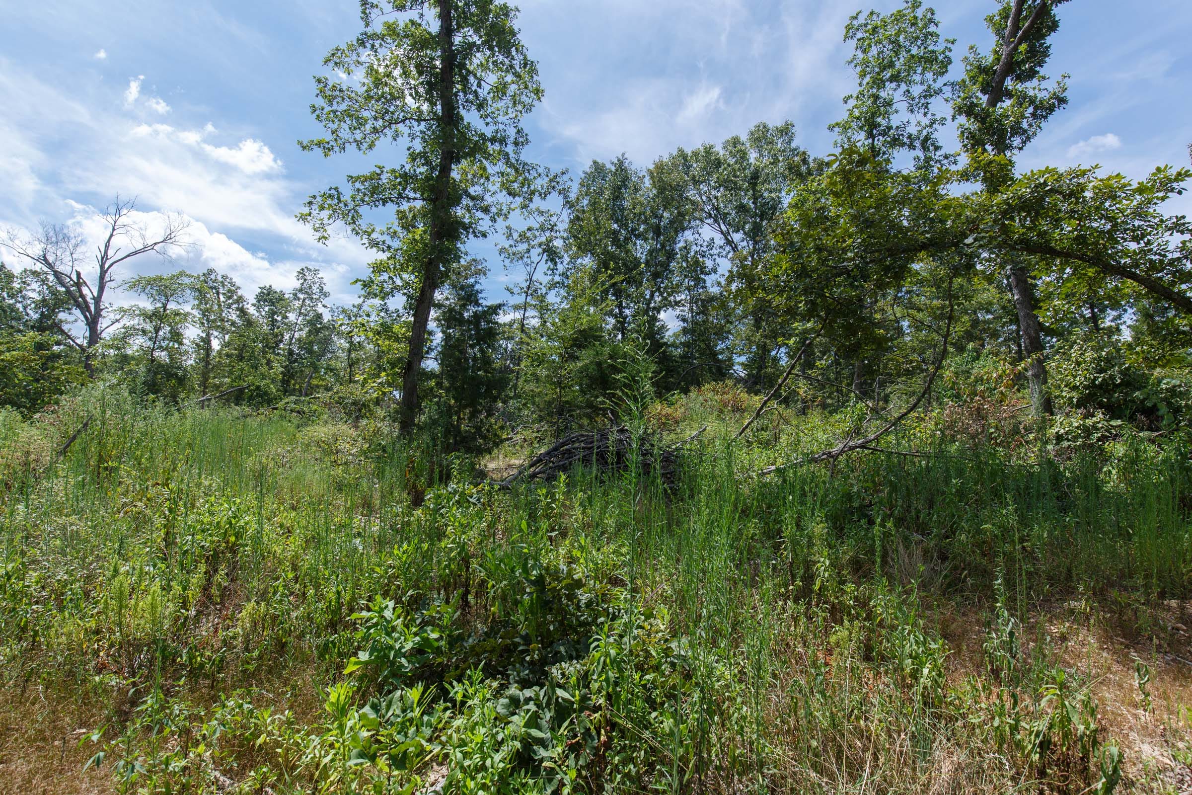 Wildwood Tract 3 photo 4