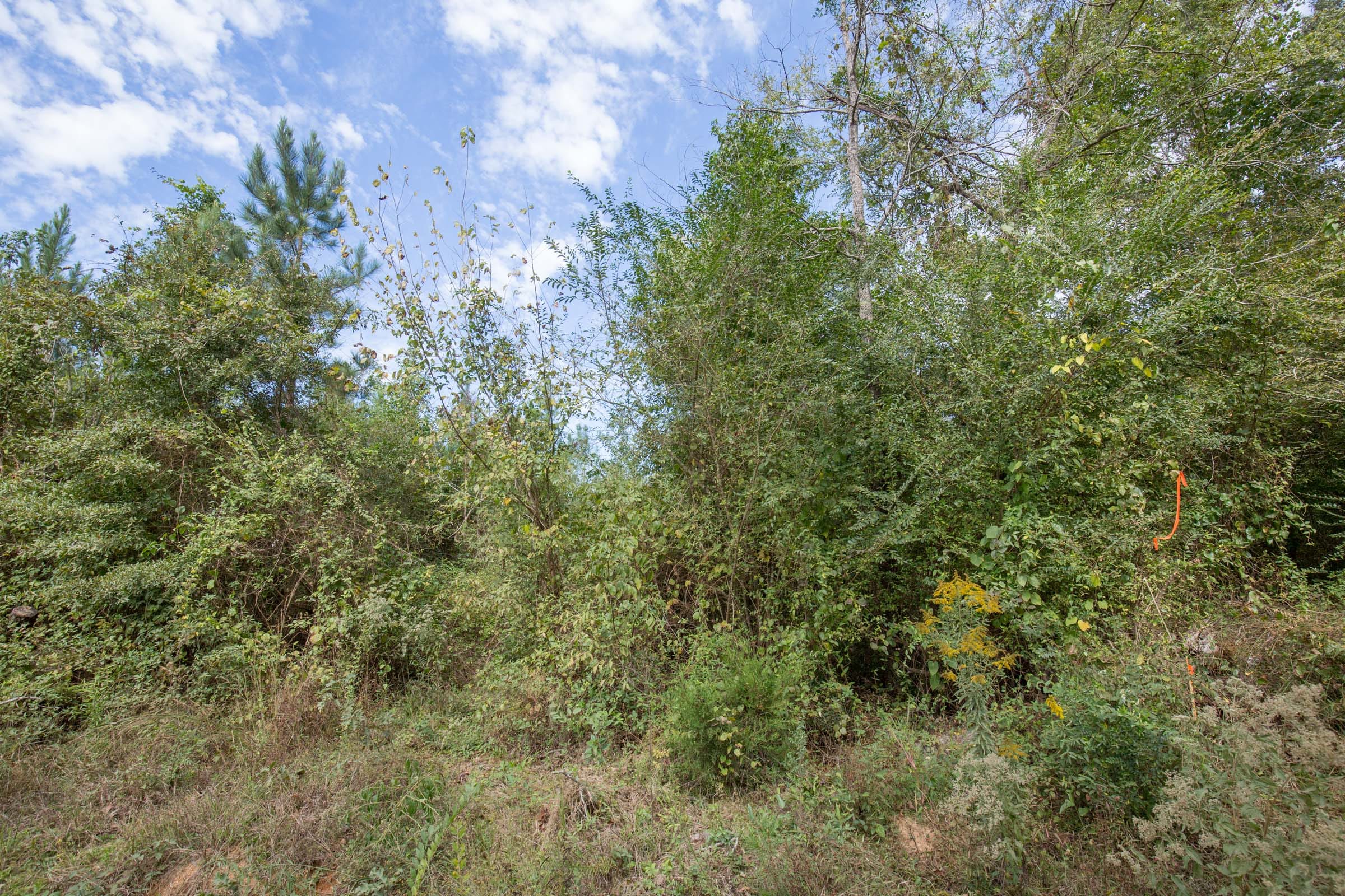 Brentwood Tract 1 photo 2