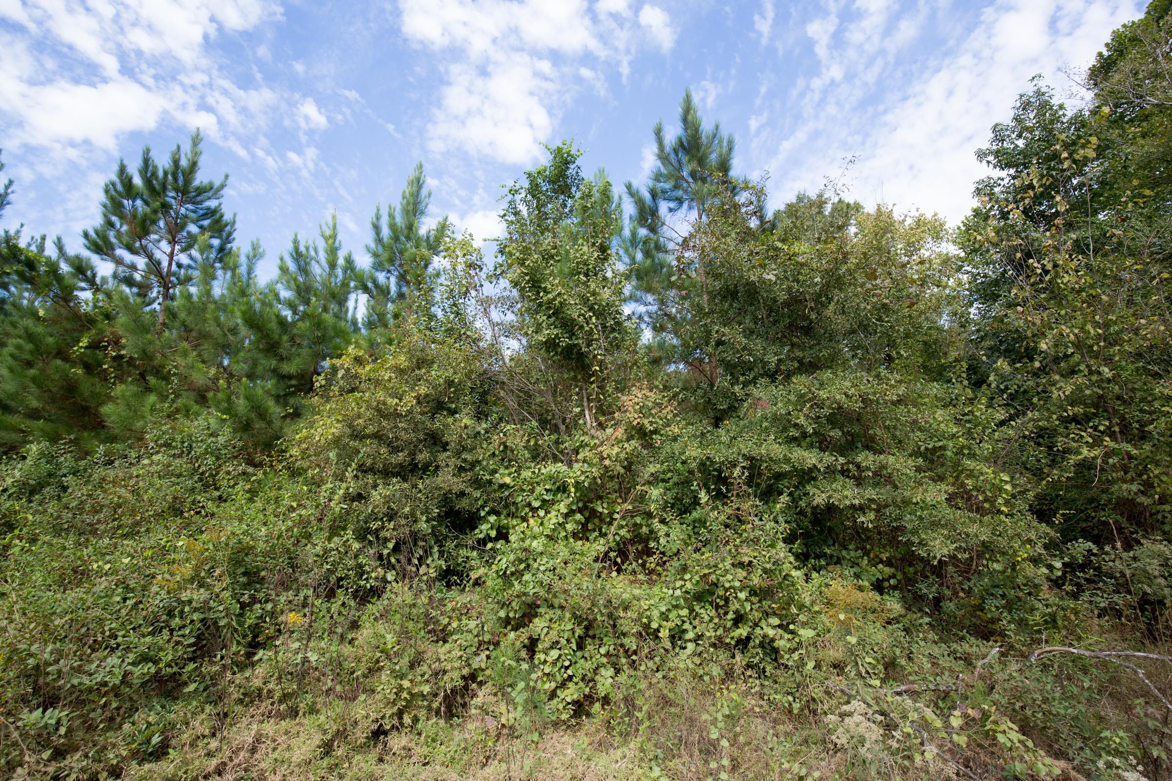 Brentwood Tract 1 photo 3