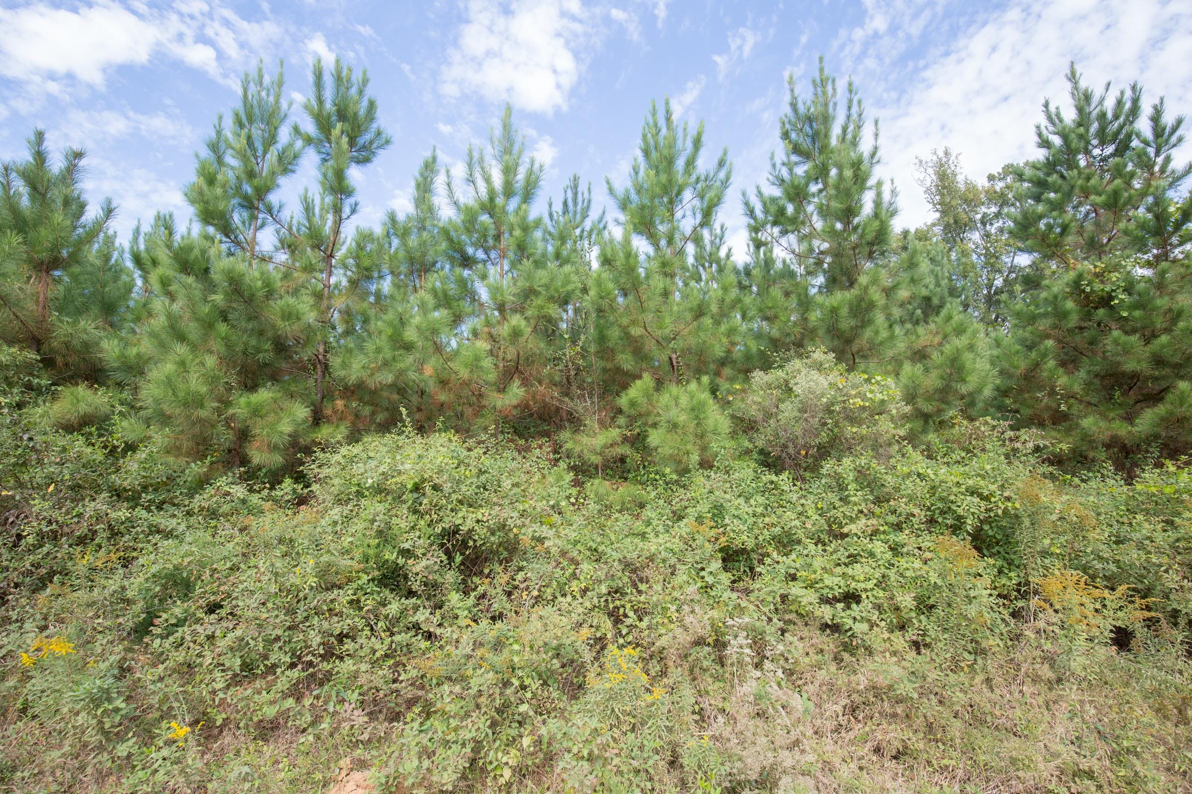Brentwood Tract 1 photo 4