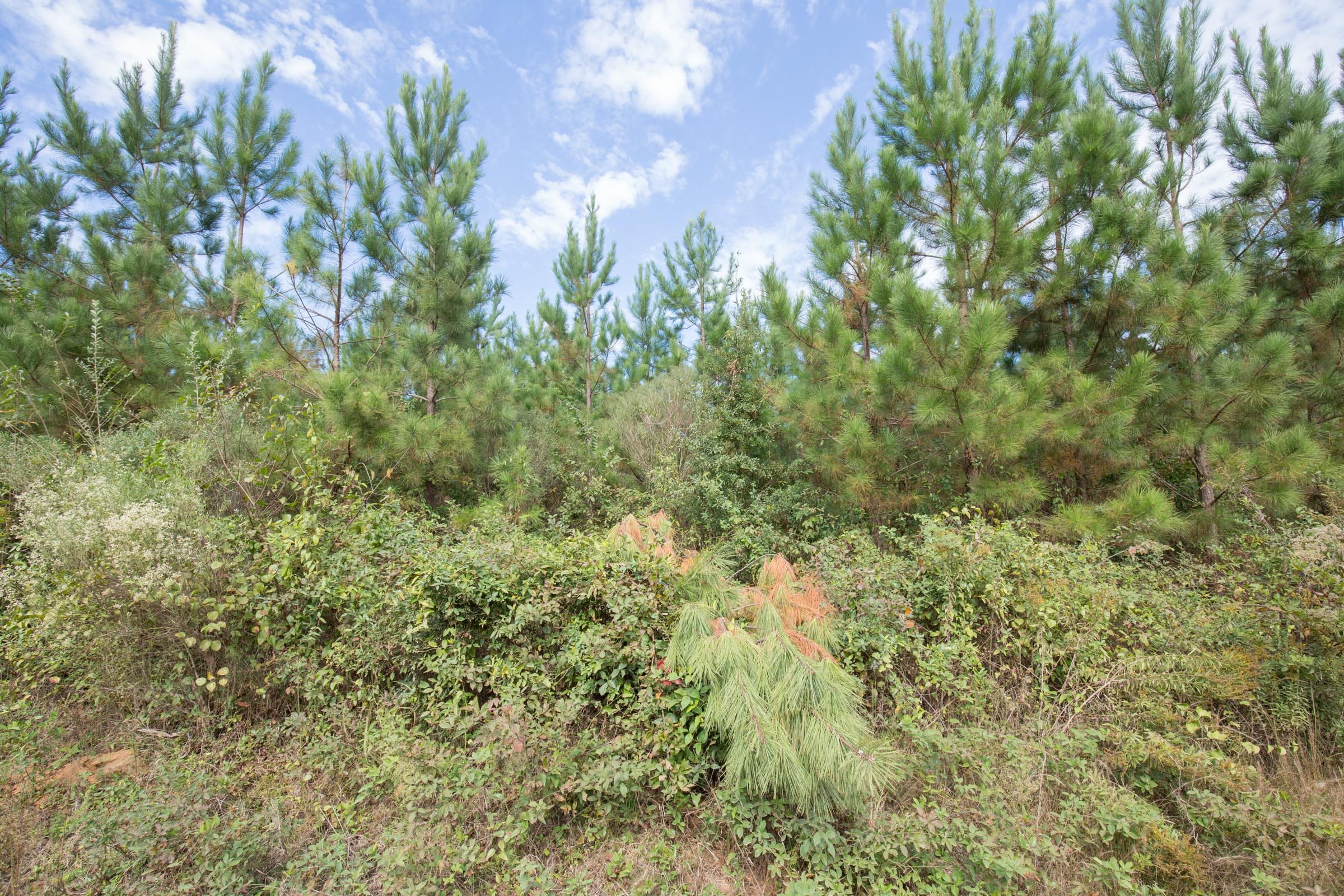 Brentwood Tract 1 photo 6
