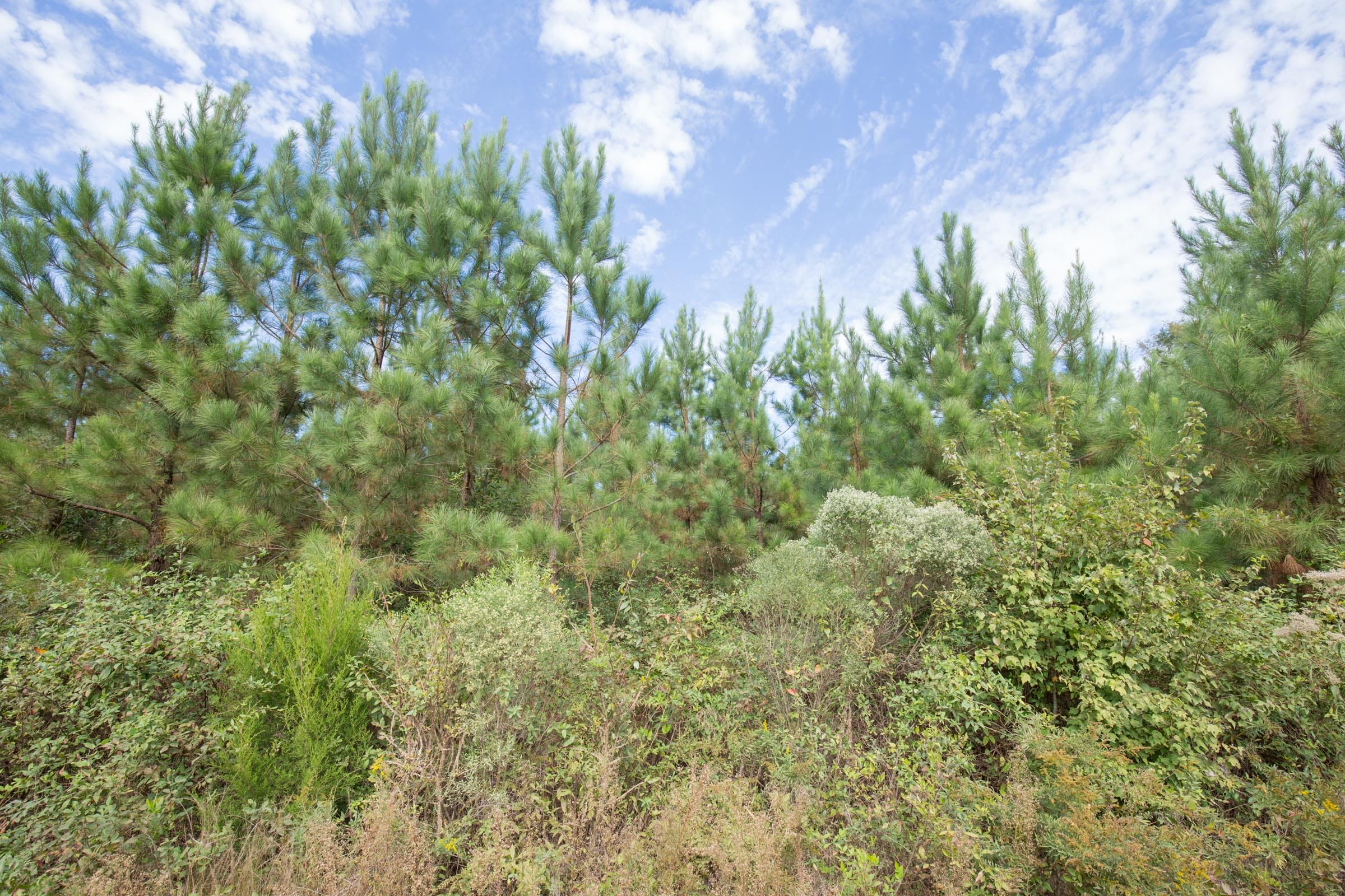 Brentwood Tract 1 photo 7