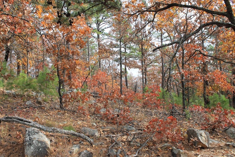 Indian Ridge – Phase I Tract 9 photo 7