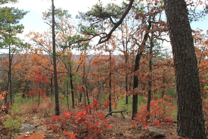 Indian Ridge – Phase I Tract 9 photo 8