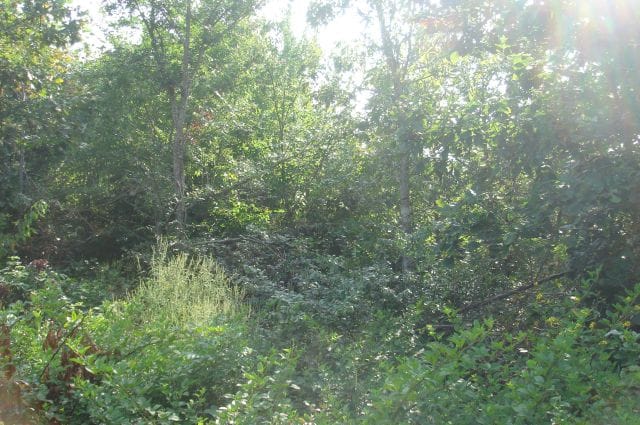Sugartree Falls Tract 11 photo 3
