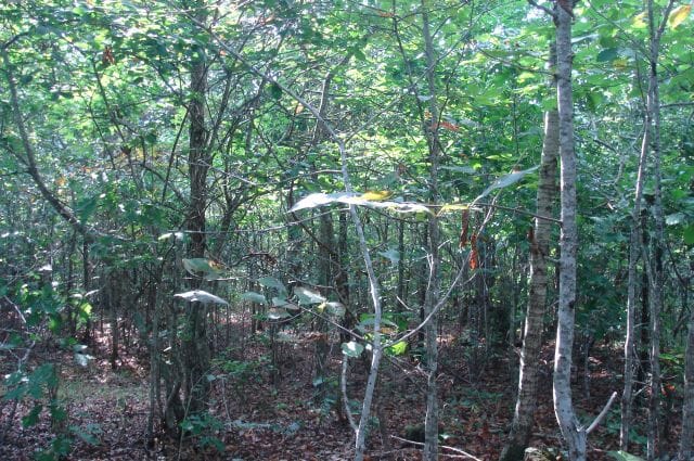 Sugartree Falls Tract 11 photo 4