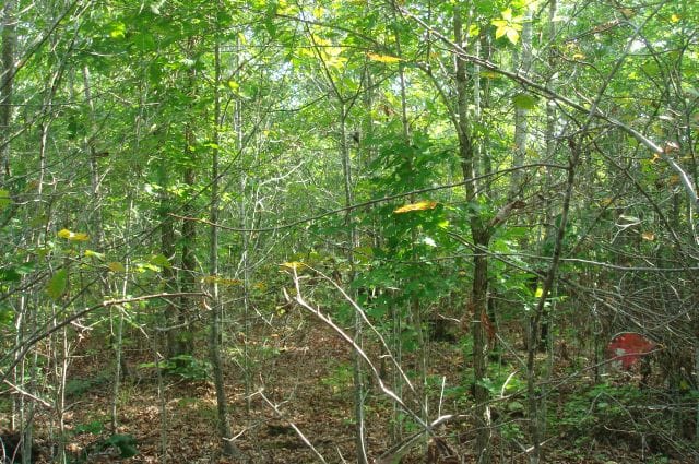 Sugartree Falls Tract 11 photo 5