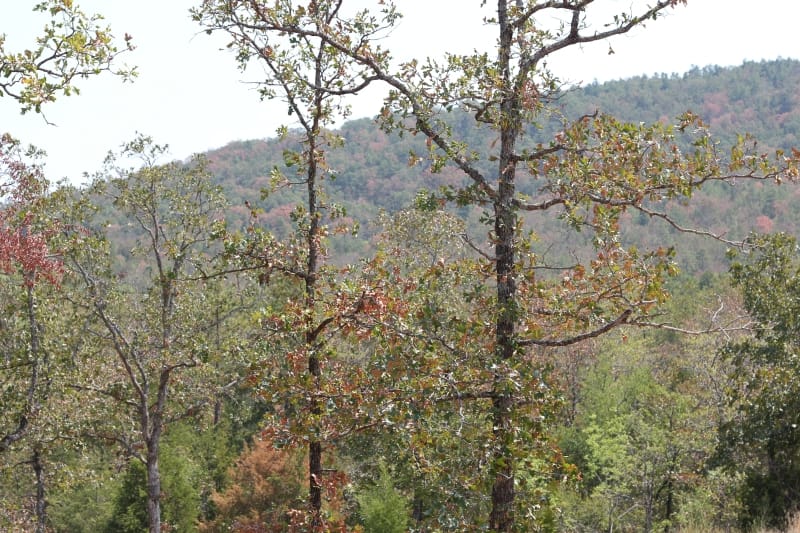 Lake View Ranch Tract 6 photo 2