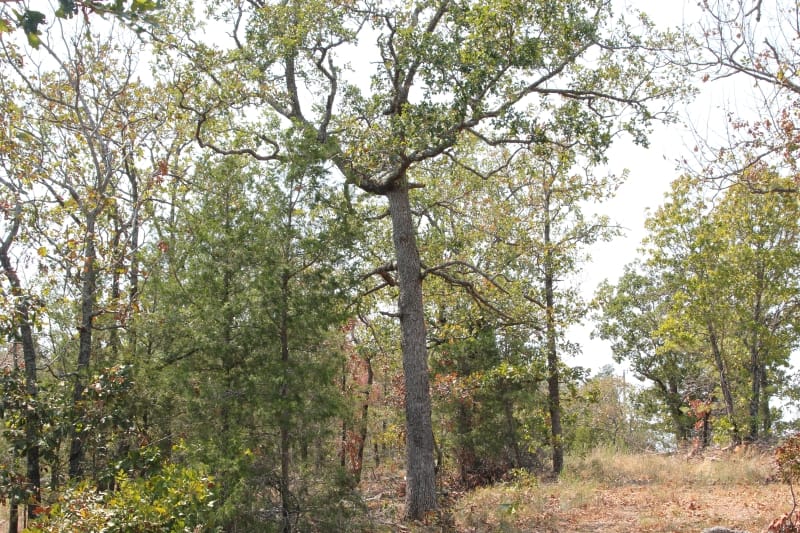 Lake View Ranch Tract 6 photo 5