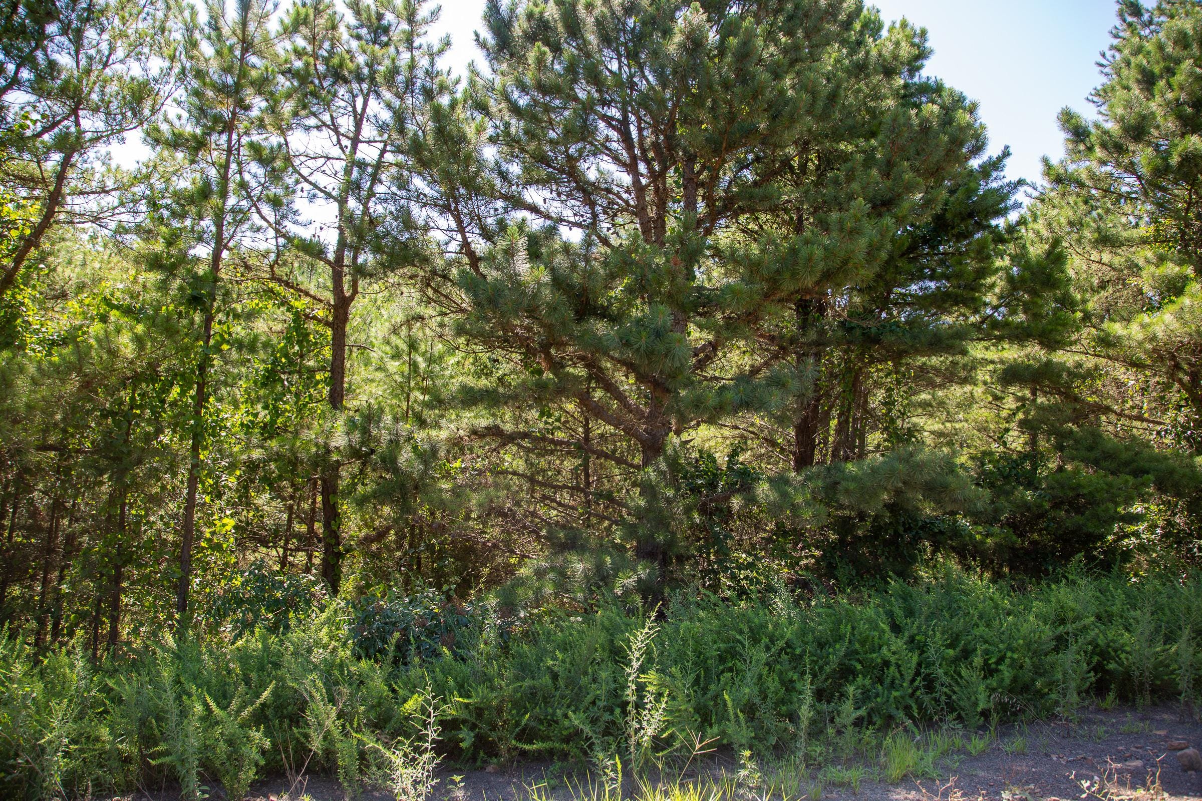 Tyler Stone Ranch Tract 1 photo 3