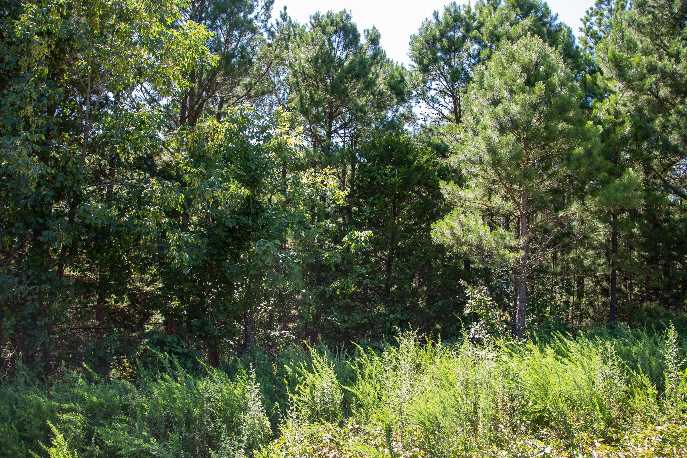 Tyler Stone Ranch Tract 1 photo 4