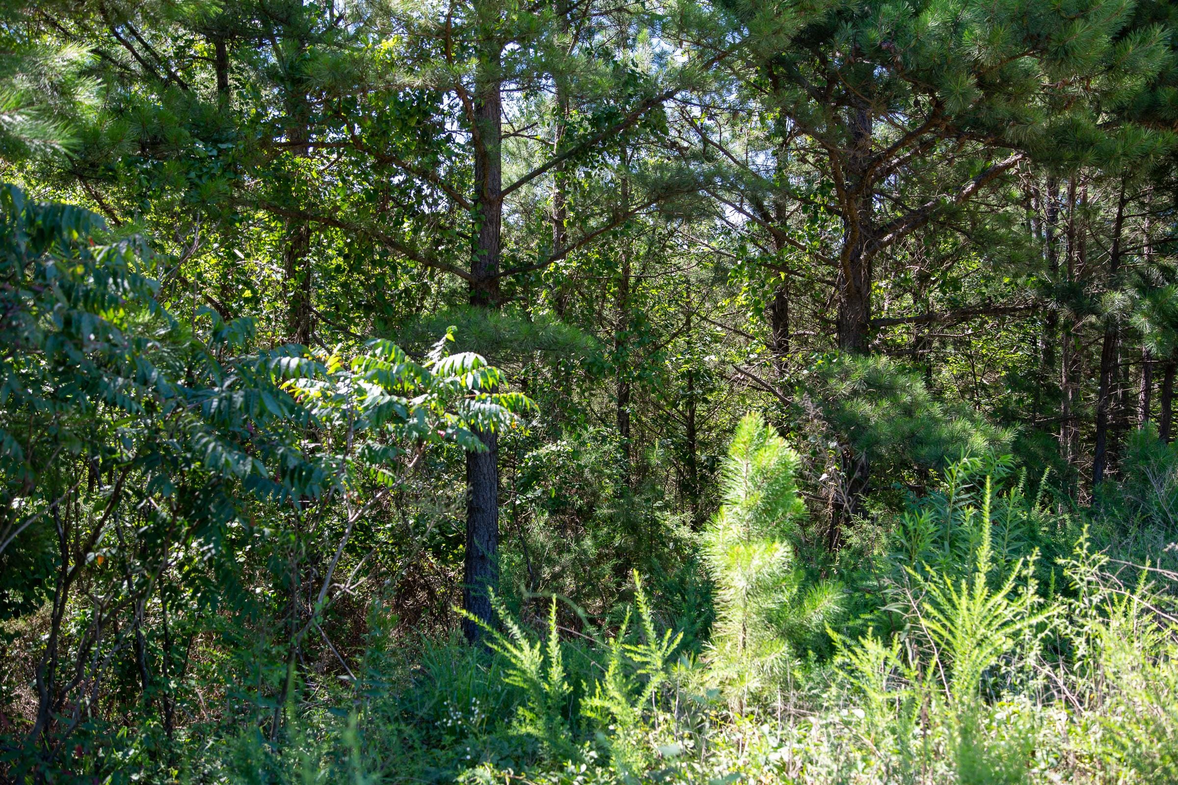 Tyler Stone Ranch Tract 1 photo 1
