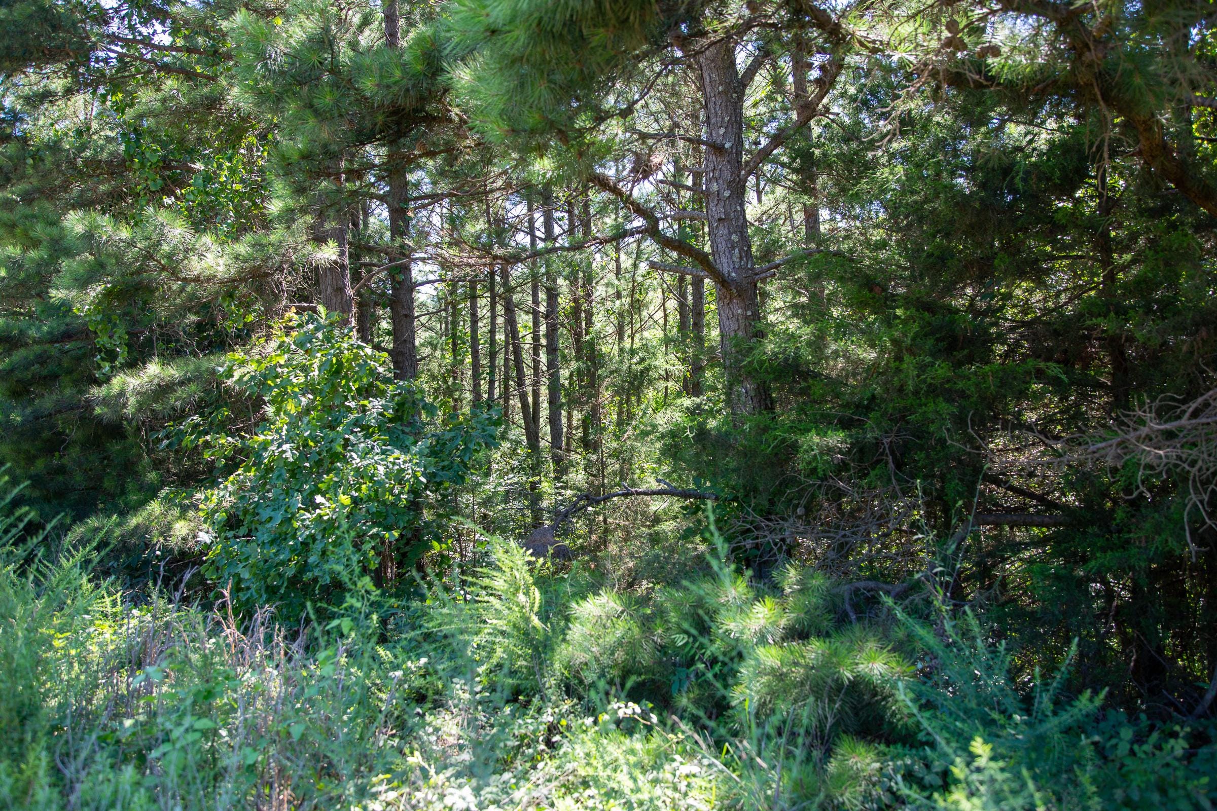 Tyler Stone Ranch Tract 1 photo 9