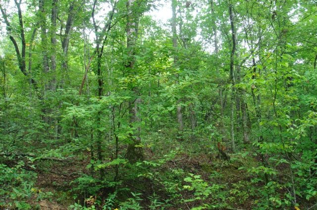 Sugartree Falls Tract 44 photo 6