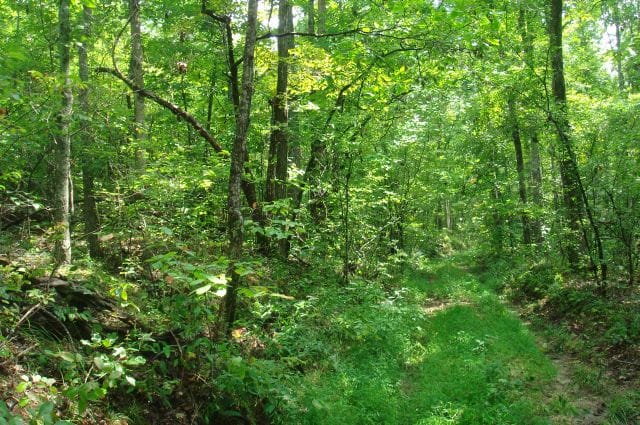 Sugartree Falls Tract 44 photo 7