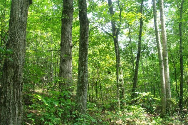 Sugartree Falls Tract 44 photo 8