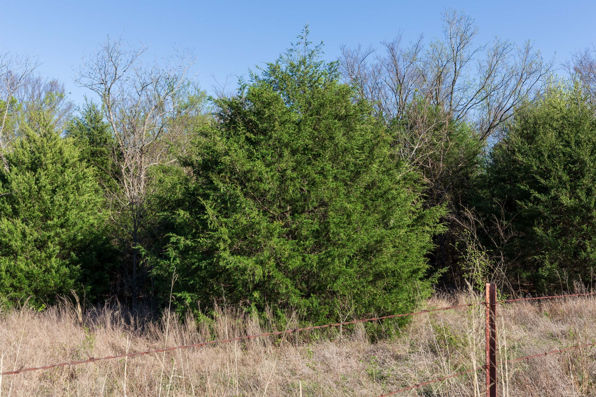 Prairie Grove Tract 1 photo 6