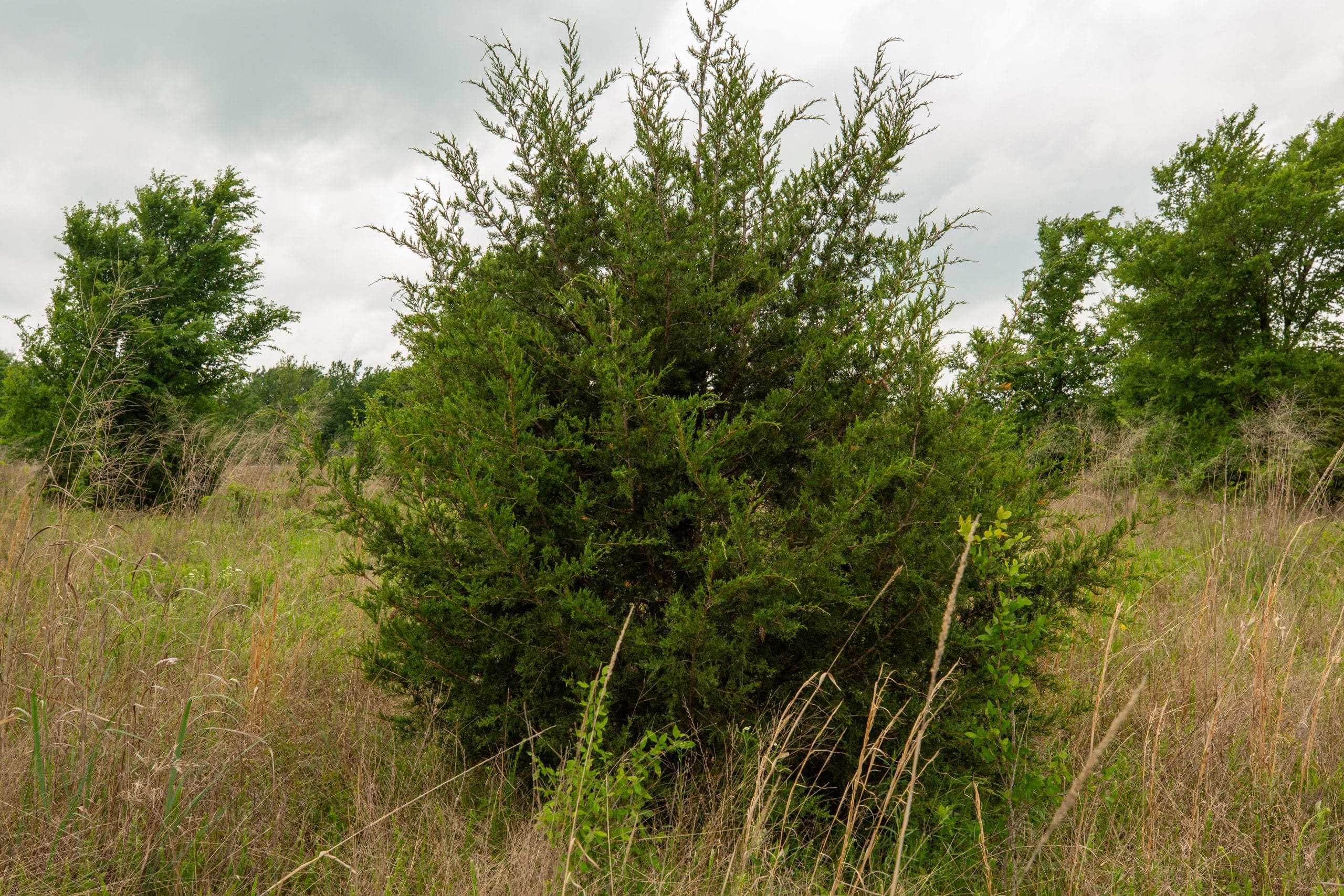Prairie Grove Tract 1 photo 12