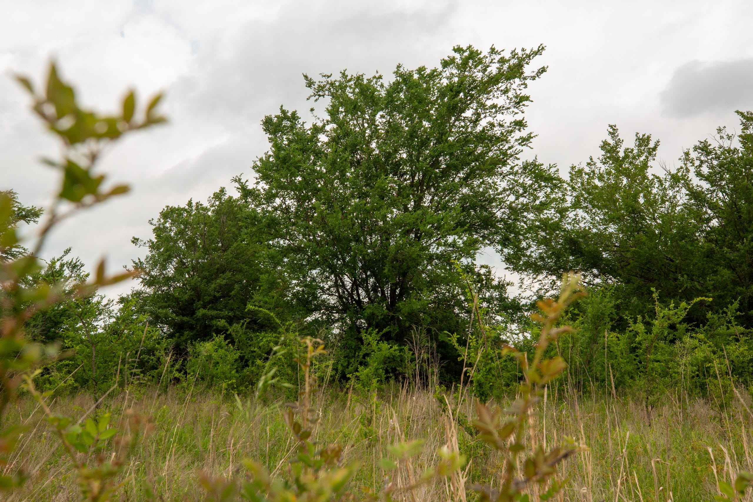 Prairie Grove Tract 1 photo 3