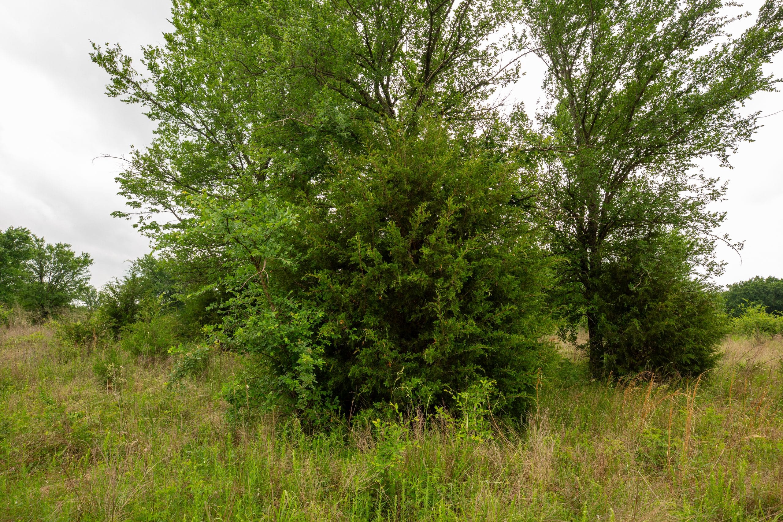 Prairie Grove Tract 1 photo 5