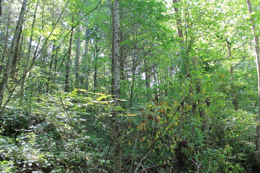 Cumberland Ridge Ranch Tract 5 photo 8